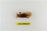 藏品(乳白南方招潮蟹)的圖片